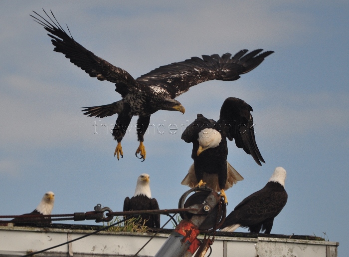 eagle